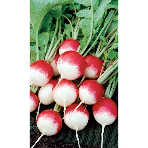 Семена Редис Тепличный 2гр (УД) Е/П