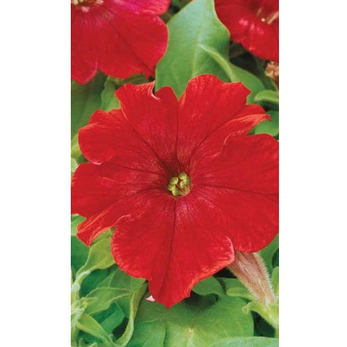 Семена Цветы Петуния Революция Красная F1 0,05гр (УД) ЕП_3