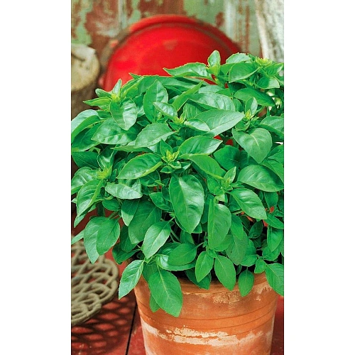 Семена Базилик Свежий бриз 0,25гр (УД) Е/П