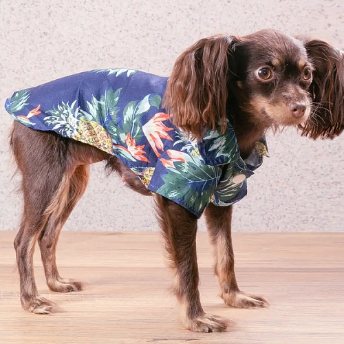 Рубашка для собак и кошек малых и средних пород СТИЛЬНЫЙ БРО, цвет синий, принт ананасы с цветами, размер M_4