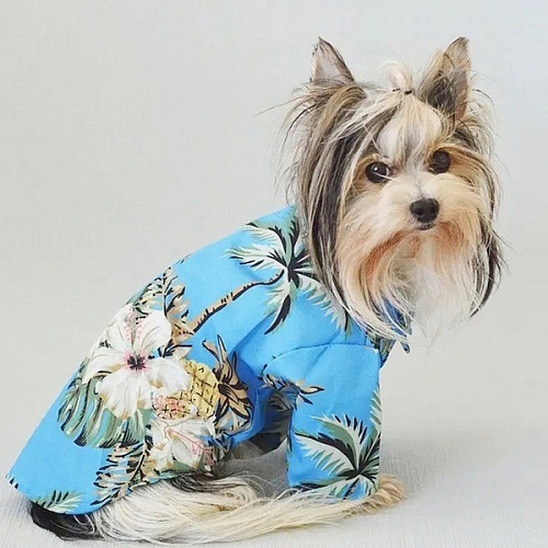 Рубашка для собак и кошек малых и средних пород СТИЛЬНЫЙ БРО, принт пальмы, размер L_7